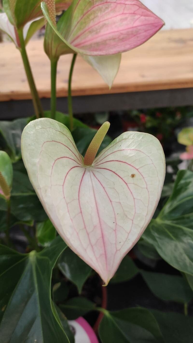 Anthurium spp. flower