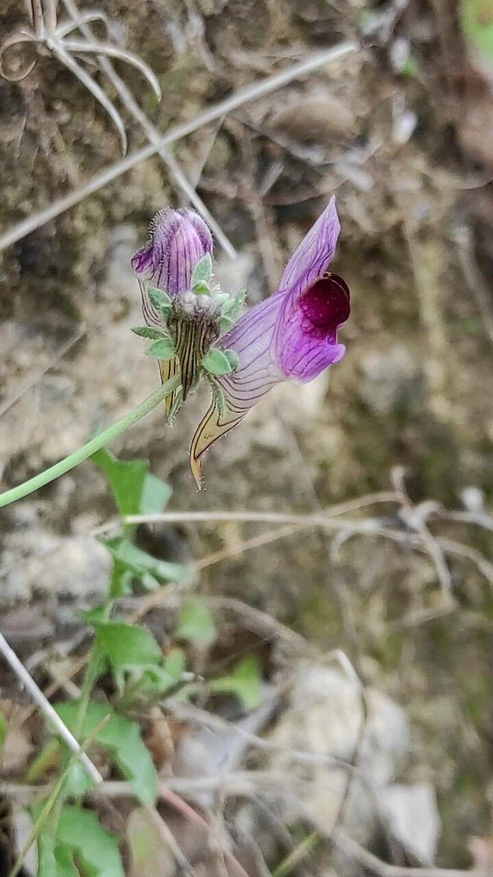 Linaria tristis flower