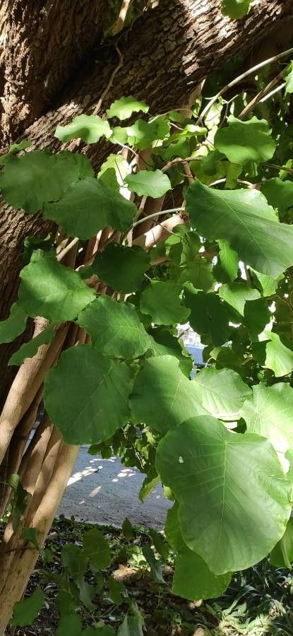 Coccoloba peltata leaf