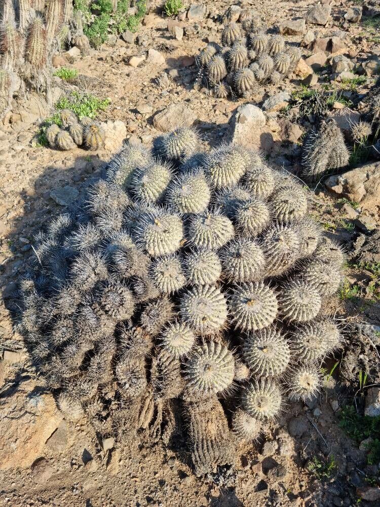 Copiapoa dealbata — houseplant care guide