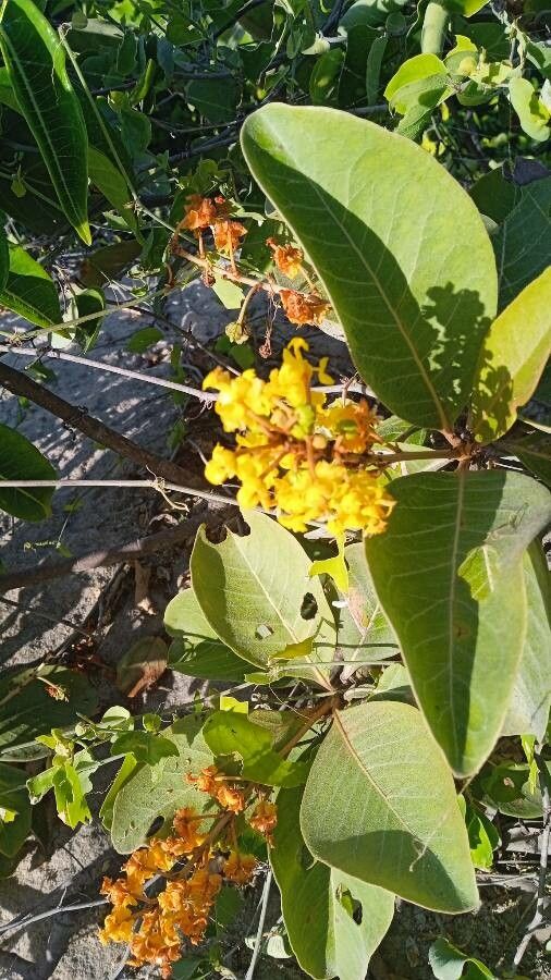 Byrsonima spicata flower