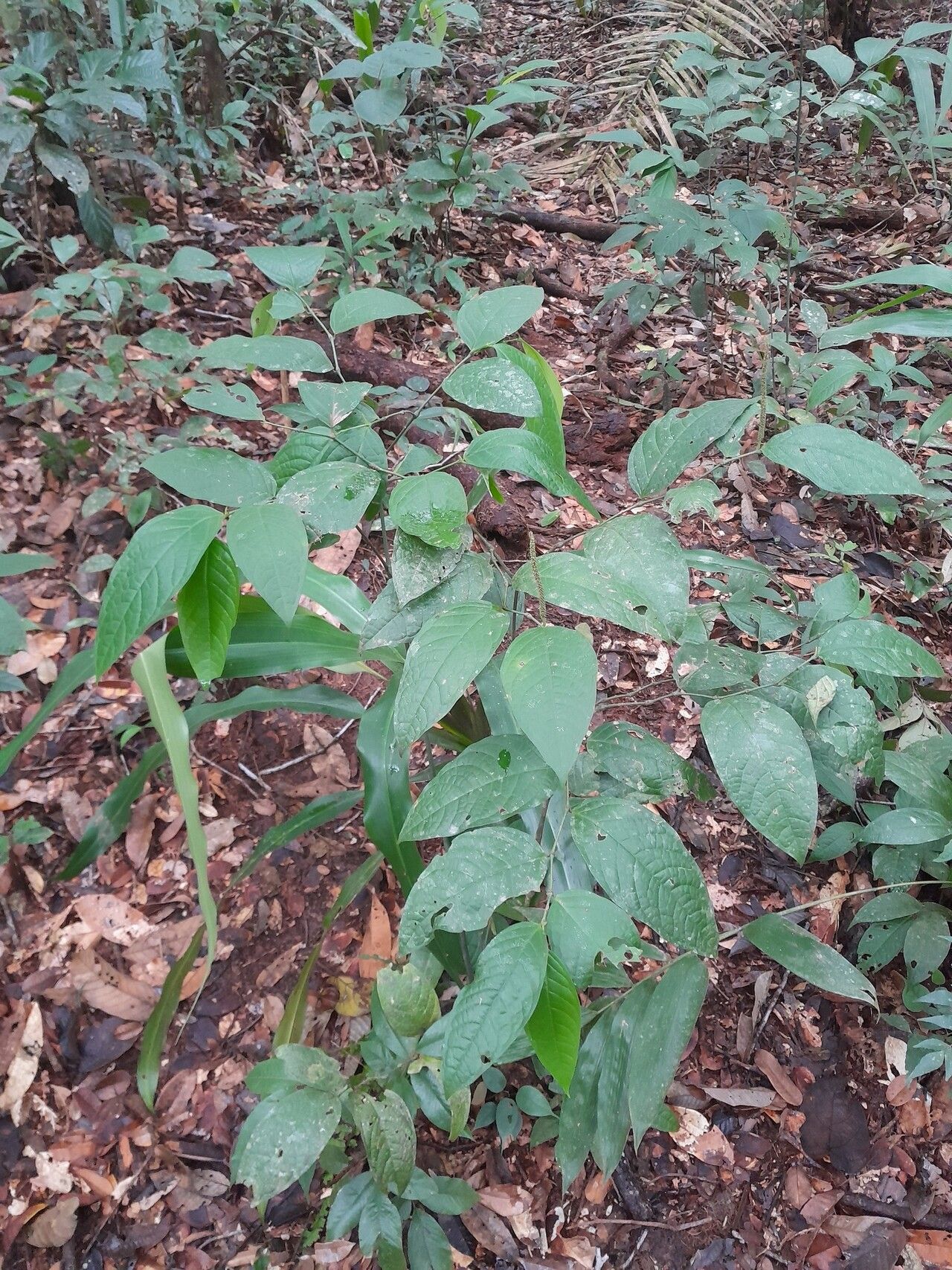 Piper bartlingianum habit