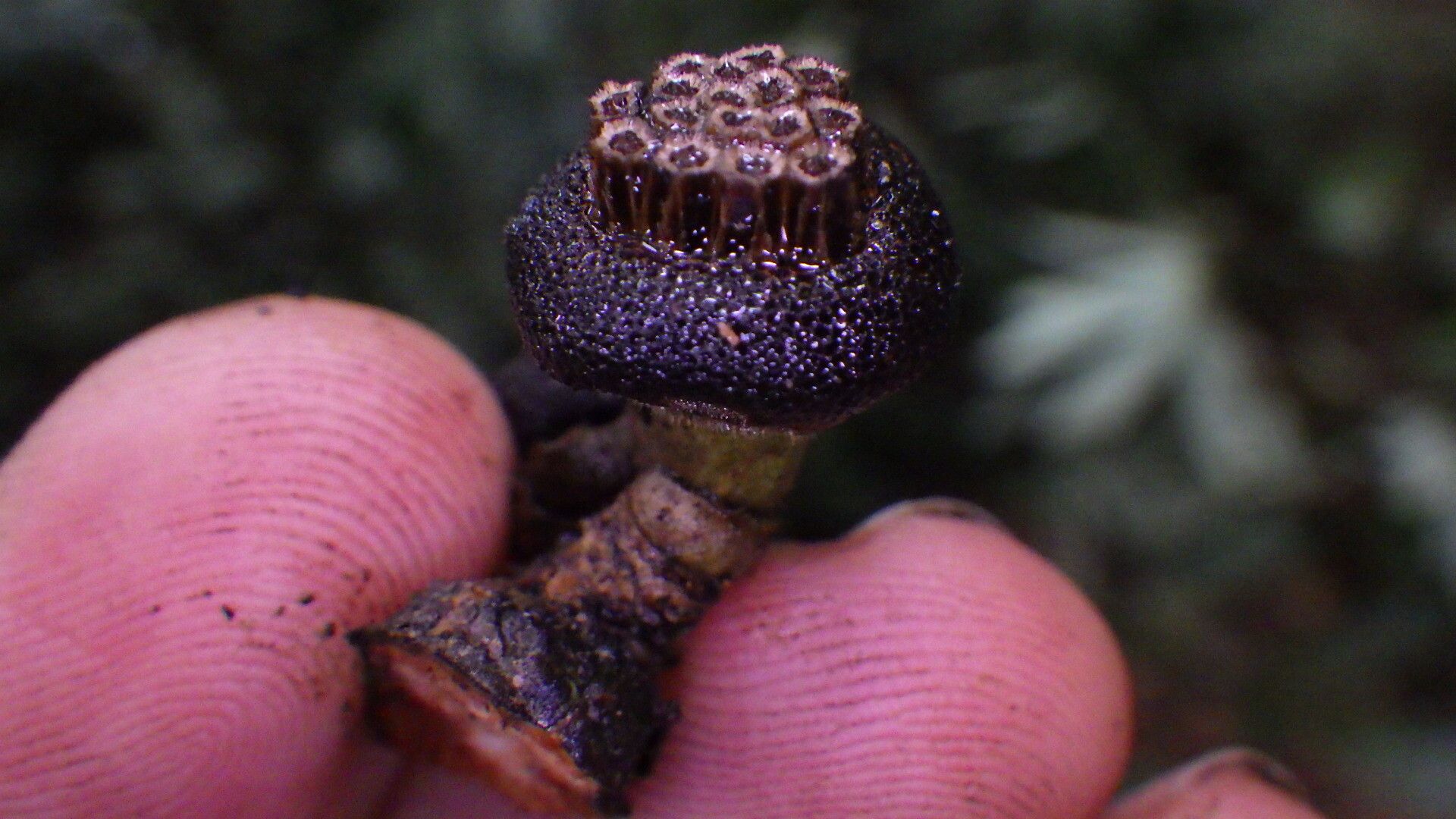 Uvariodendron molundense fruit