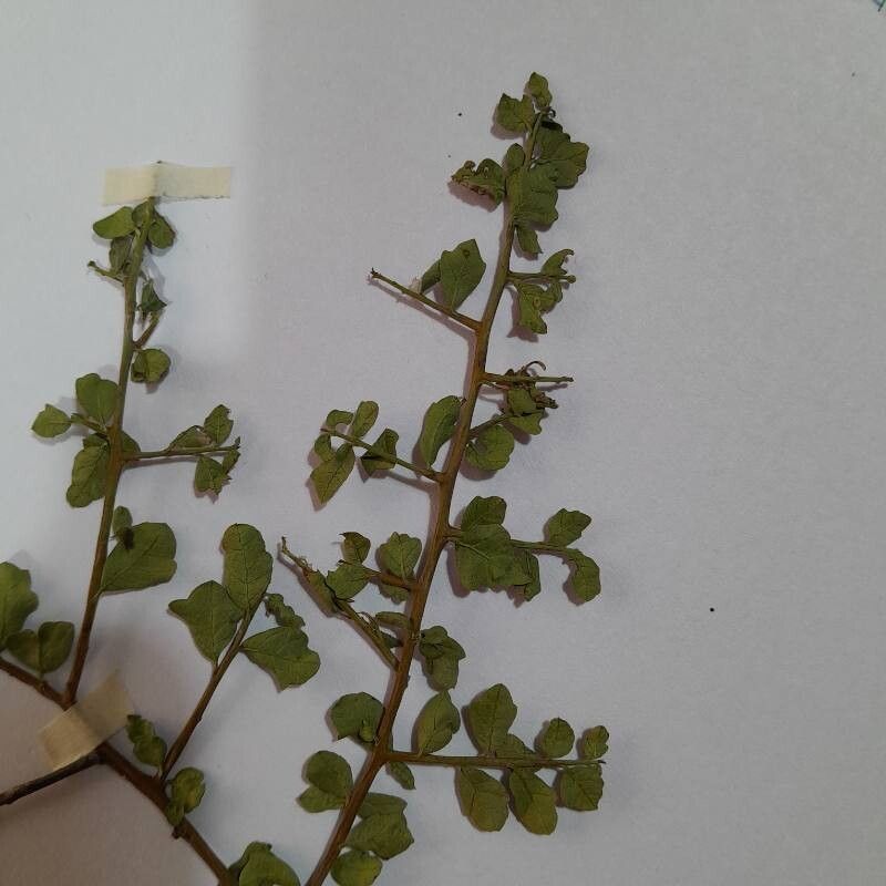 Schinus marchandii other