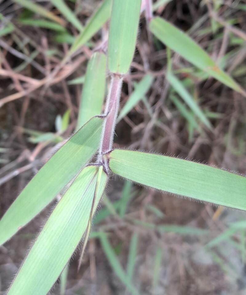 Melinis minutiflora — search result for 'Angola'