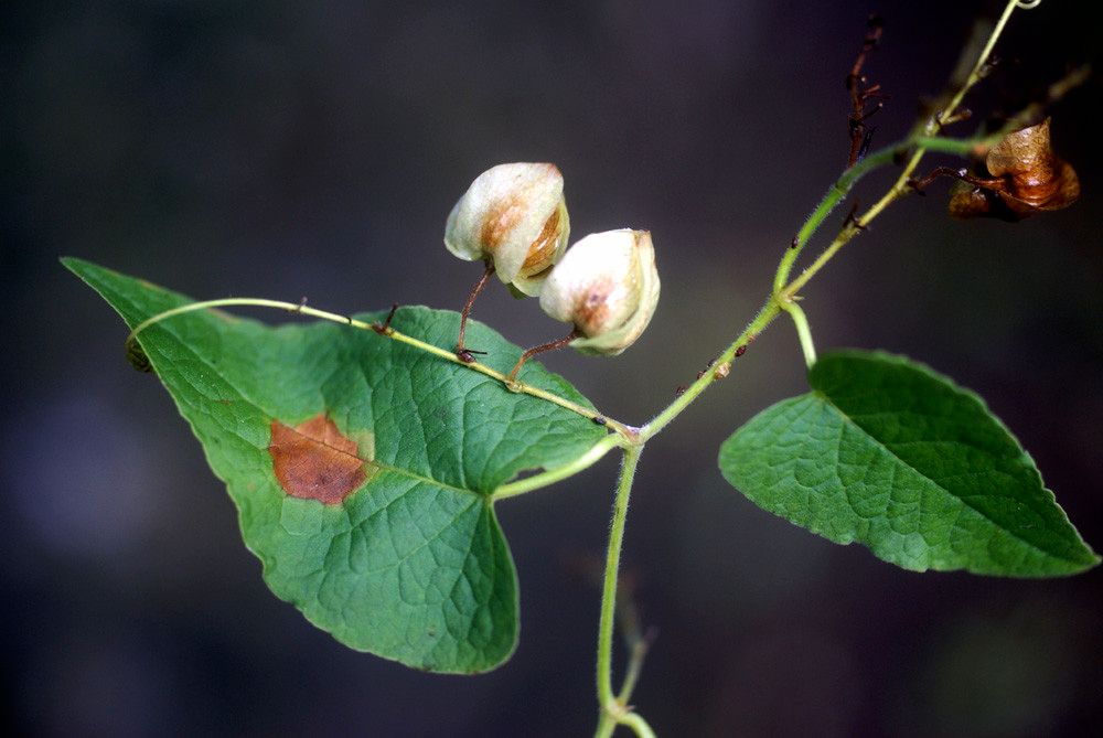 Cardiospermum corindum leaf