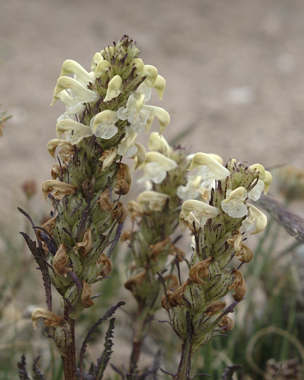 Pedicularis parryi — search result for 'Pedicularis'