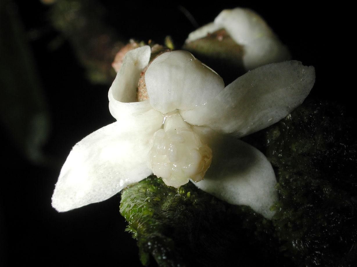 Quararibea pumila flower