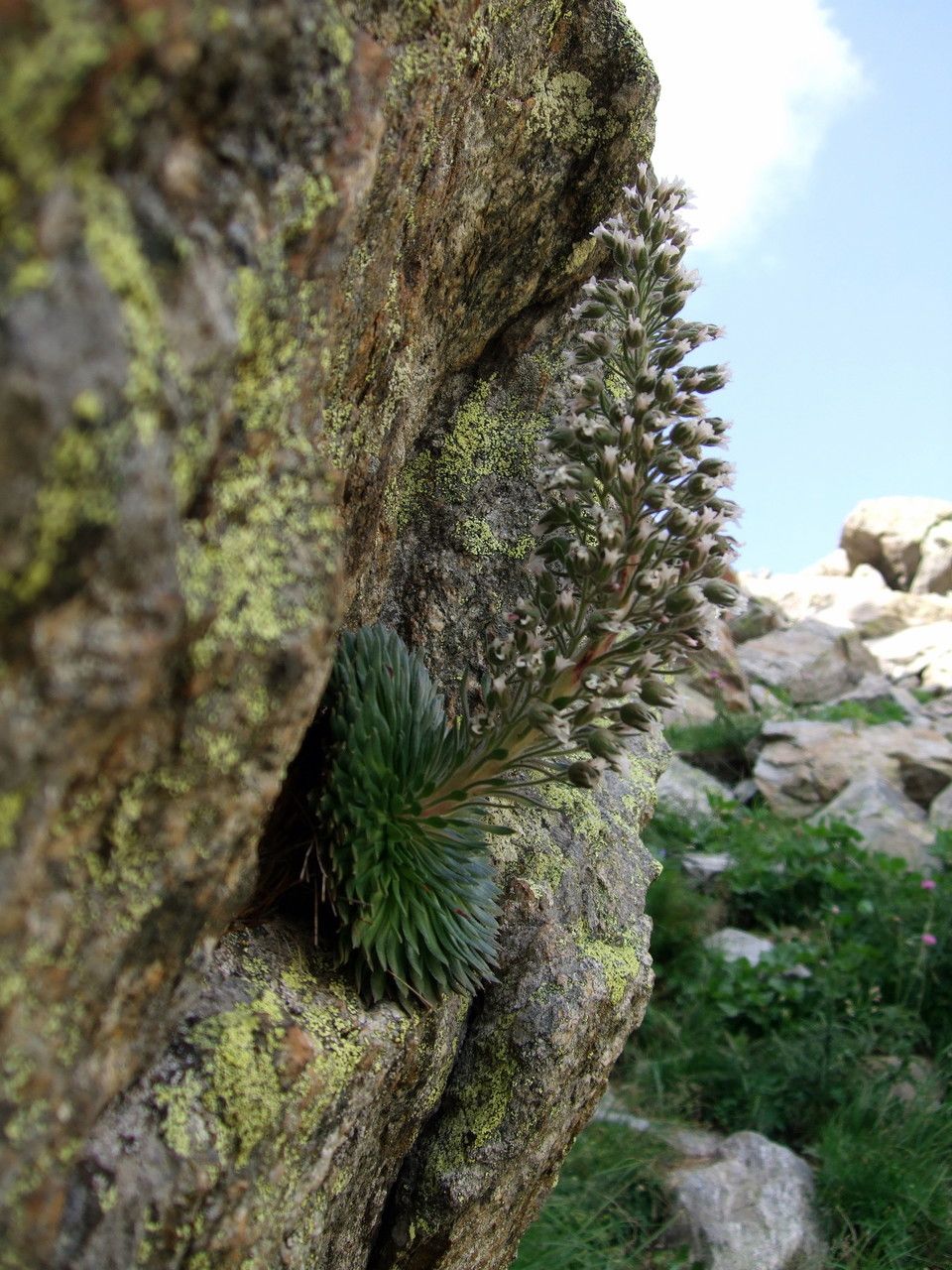 Saxifraga florulenta habit