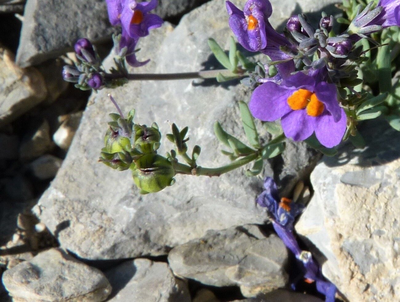 Linaria alpina fruit