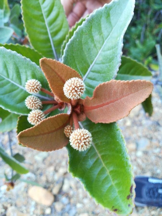 Pancheria ferruginea flower