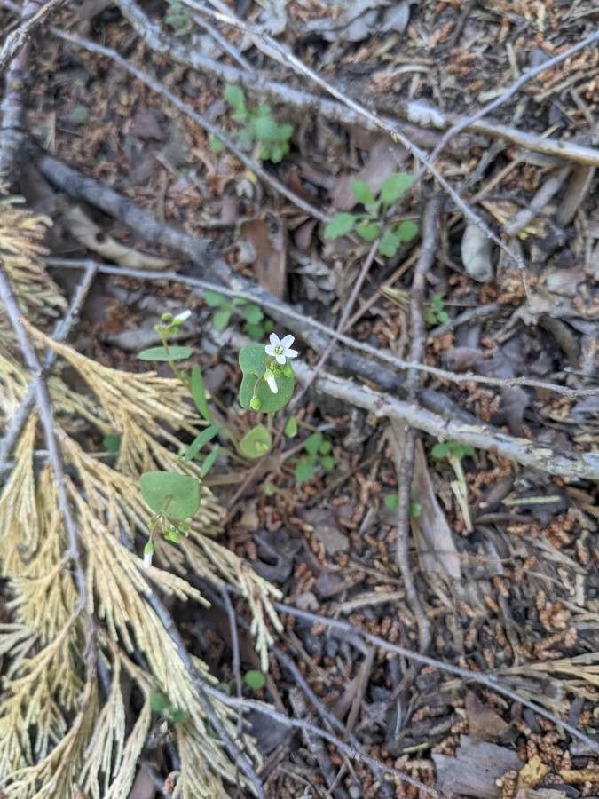 Claytonia parviflora flower