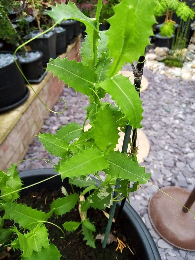 Mutisia spinosa bark