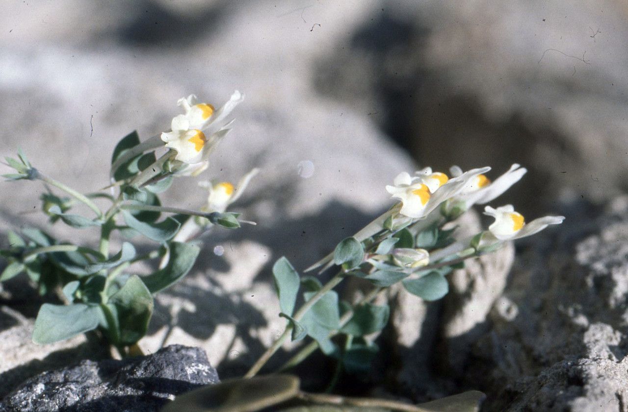 Linaria reflexa habit
