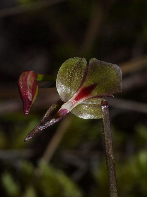 Acianthus grandiflorus flower