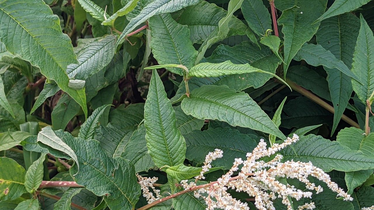Rubrivena polystachya leaf