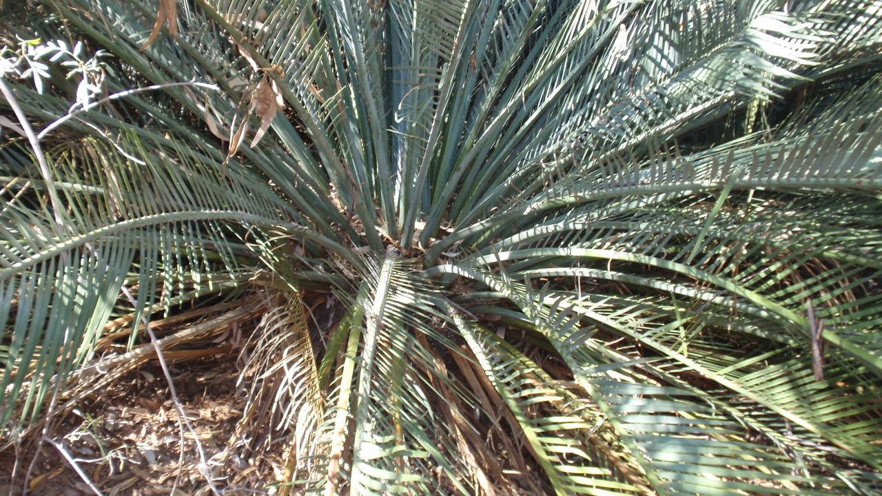 Macrozamia macdonnellii leaf
