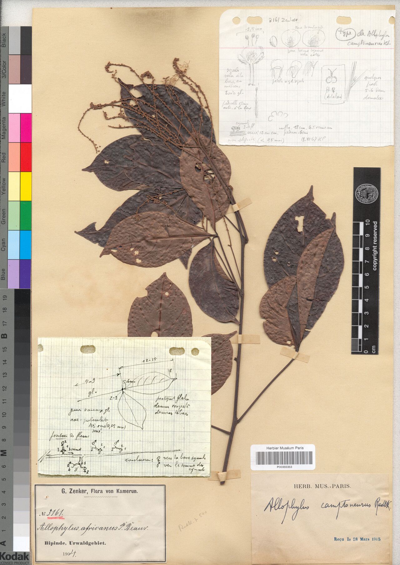 Allophylus camptoneurus — houseplant care guide