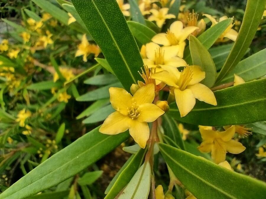 Tristania neriifolia — houseplant care guide