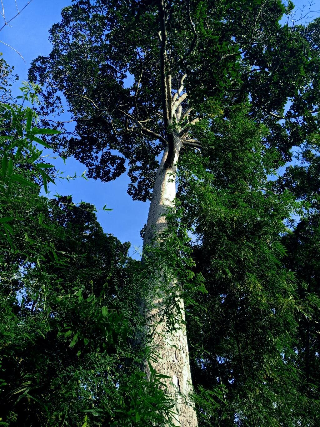 Dalbergia cochinchinensis habit