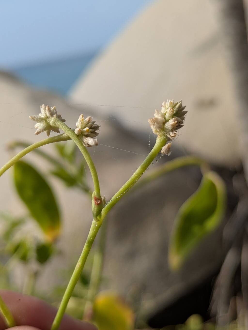 Pfaffia tayronensis flower