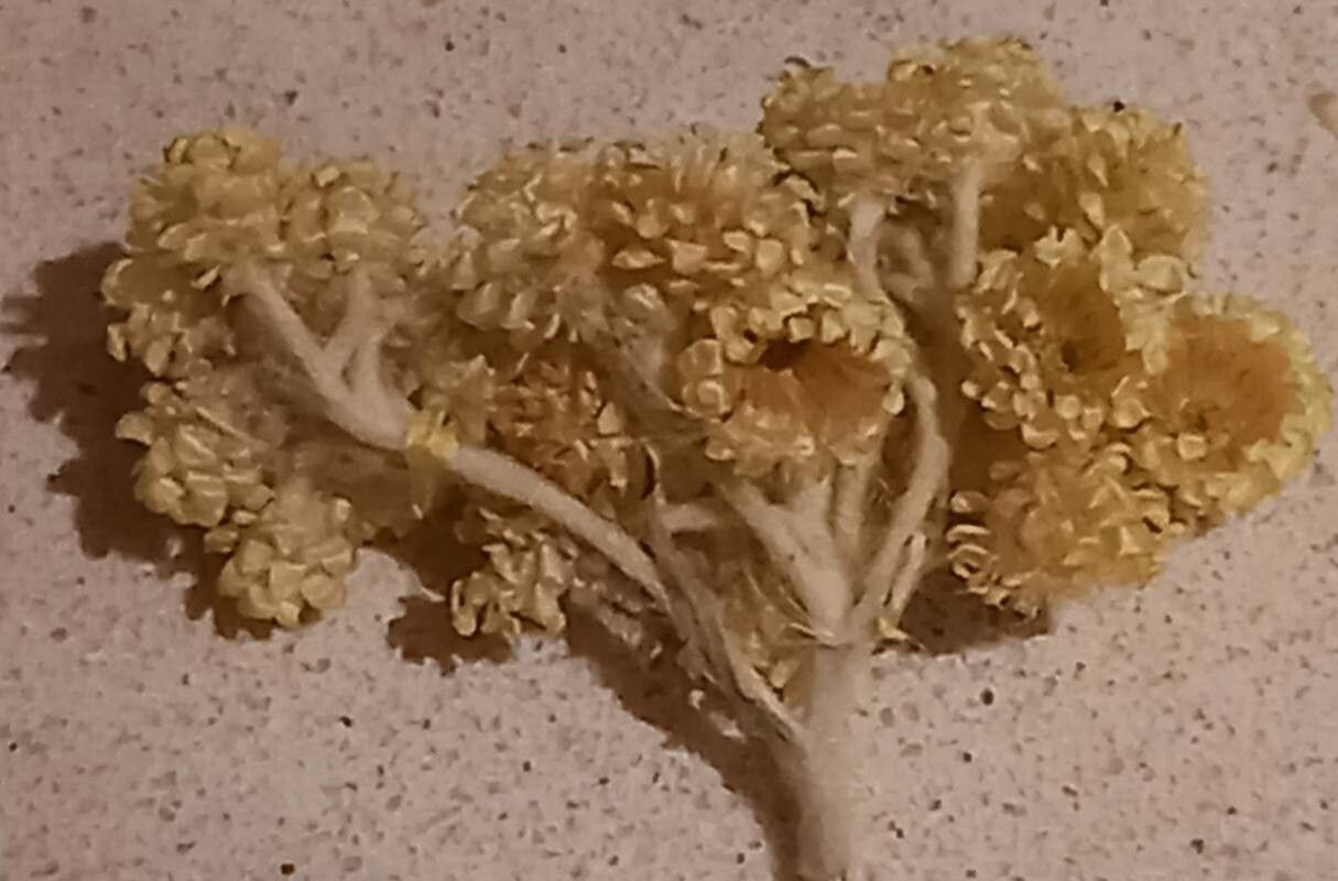 Helichrysum armenium bark