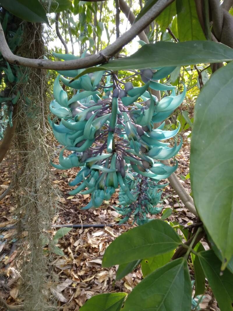 Strongylodon macrobotrys fruit