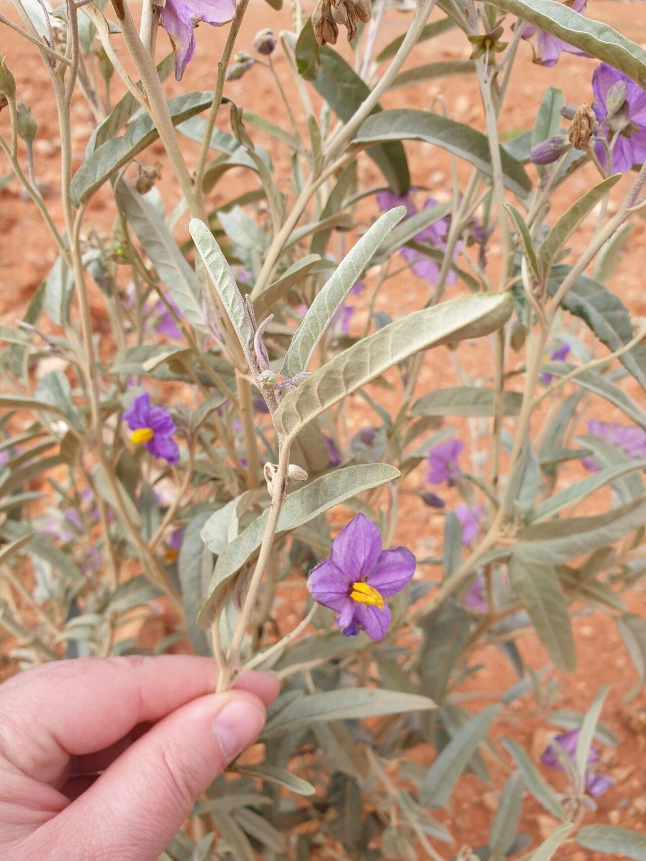 Solanum sturtianum flower