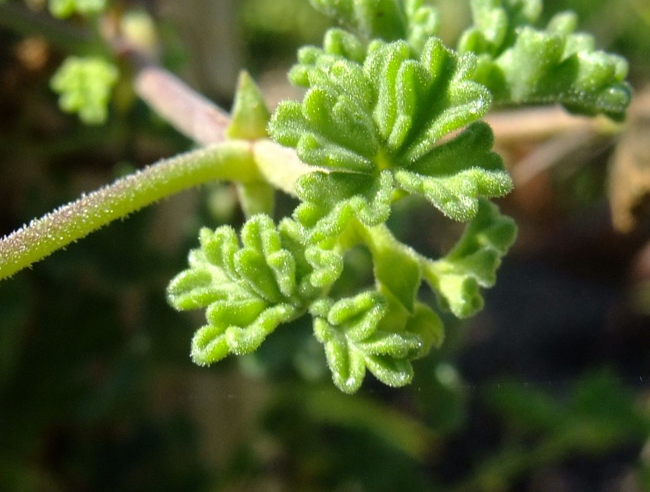 Pelargonium trifidum — houseplant care guide