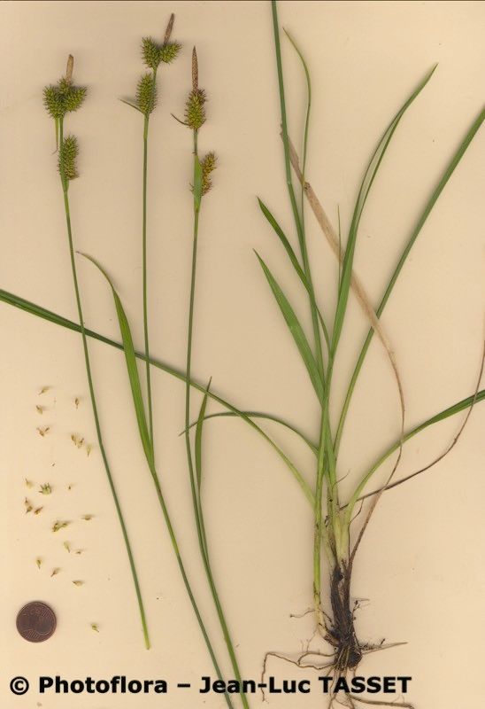 Carex × xanthocarpa habit