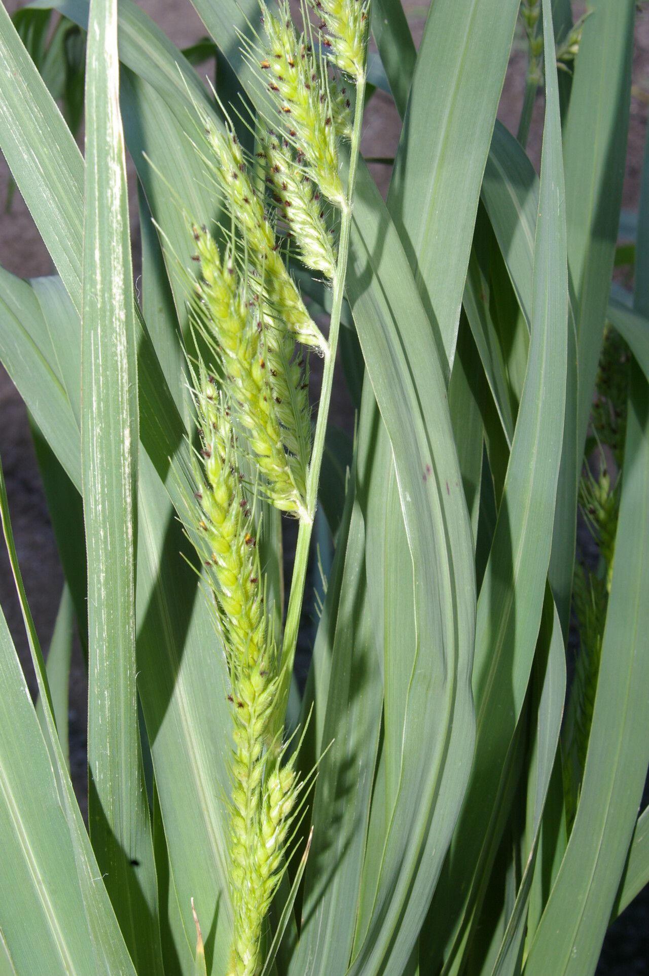 Echinochloa polystachya flower