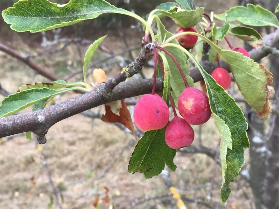 Malus toringoides fruit
