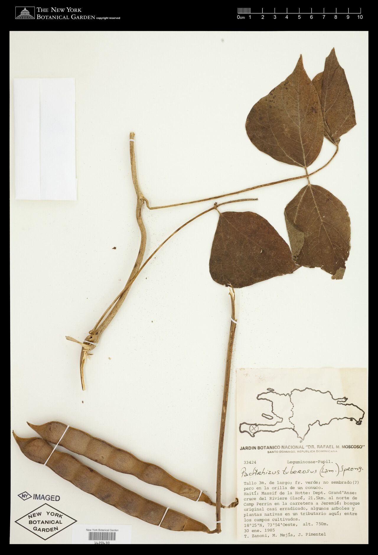 Pachyrhizus tuberosus — related species from the same genus