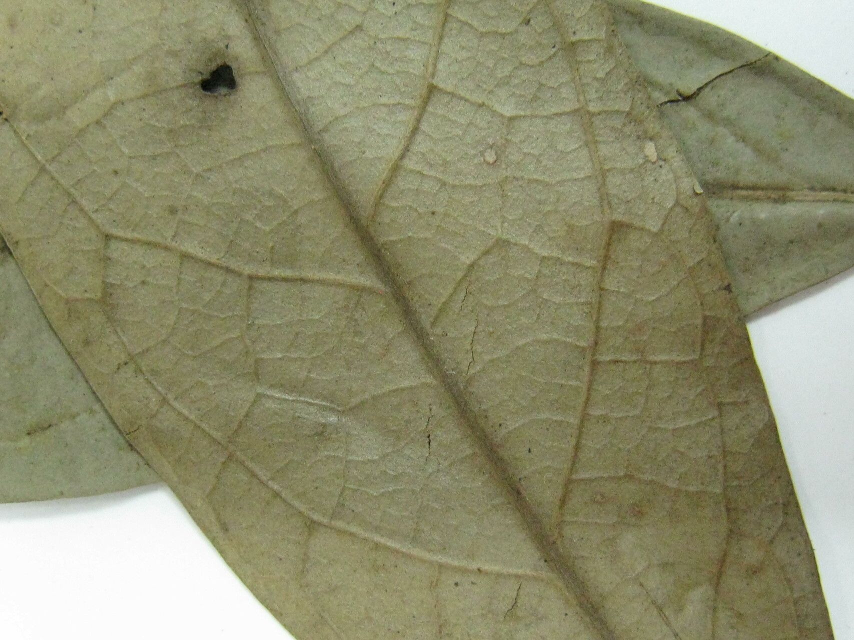 Aniba terminalis other