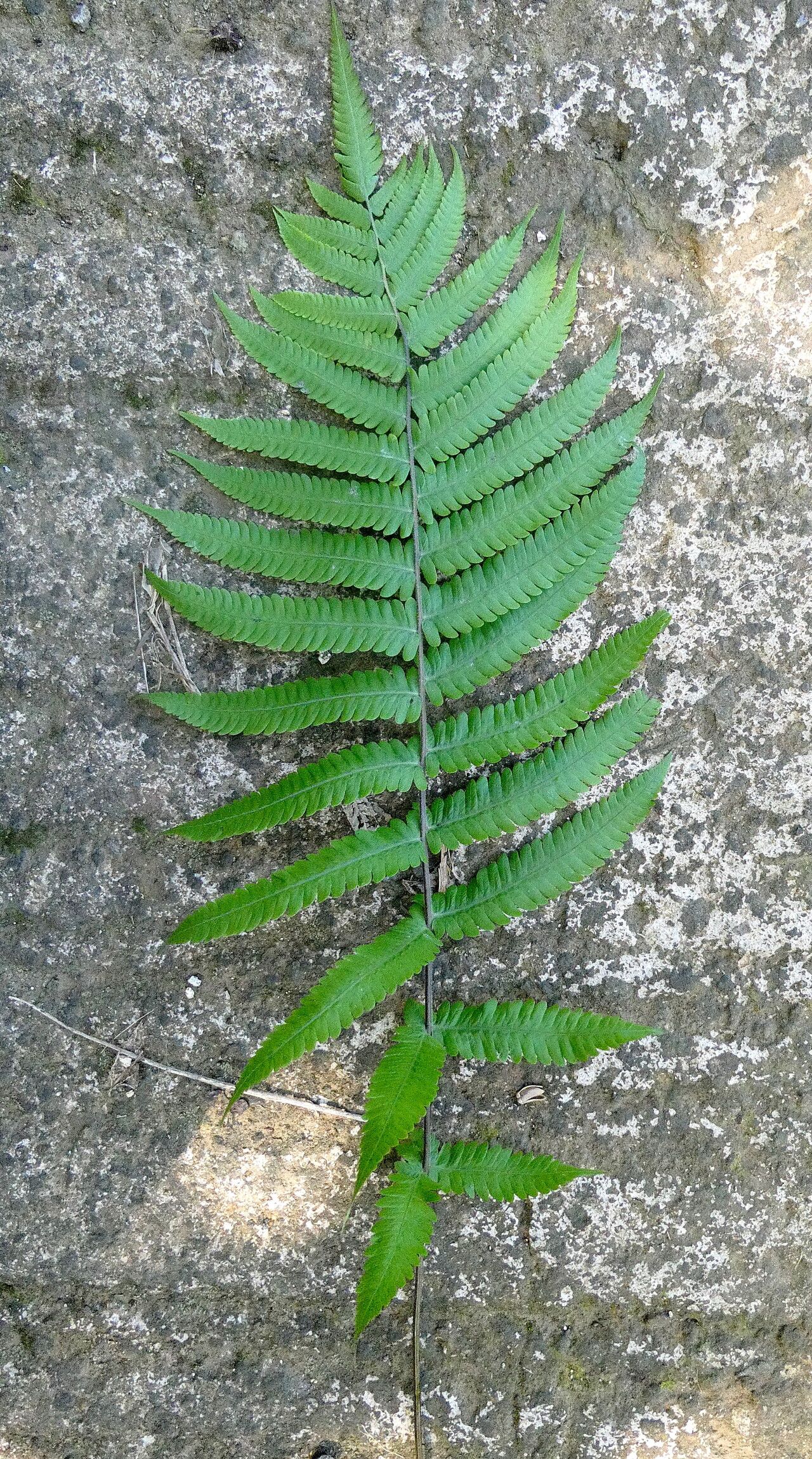 Thelypteris decussata leaf