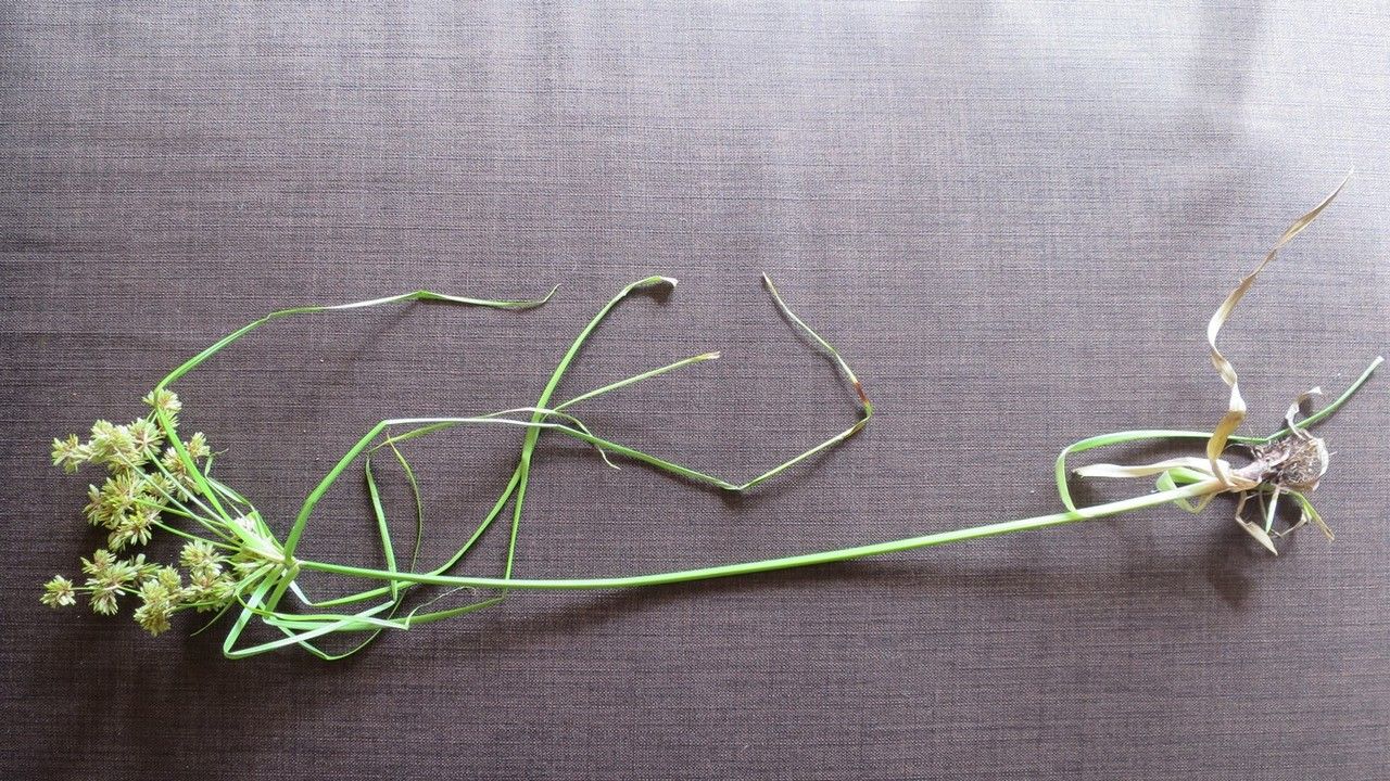 Cyperus badius leaf