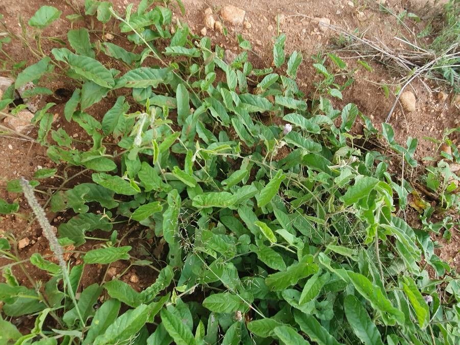 Ipomoea mombassana habit