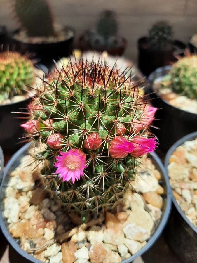 Mammillaria backebergiana bark