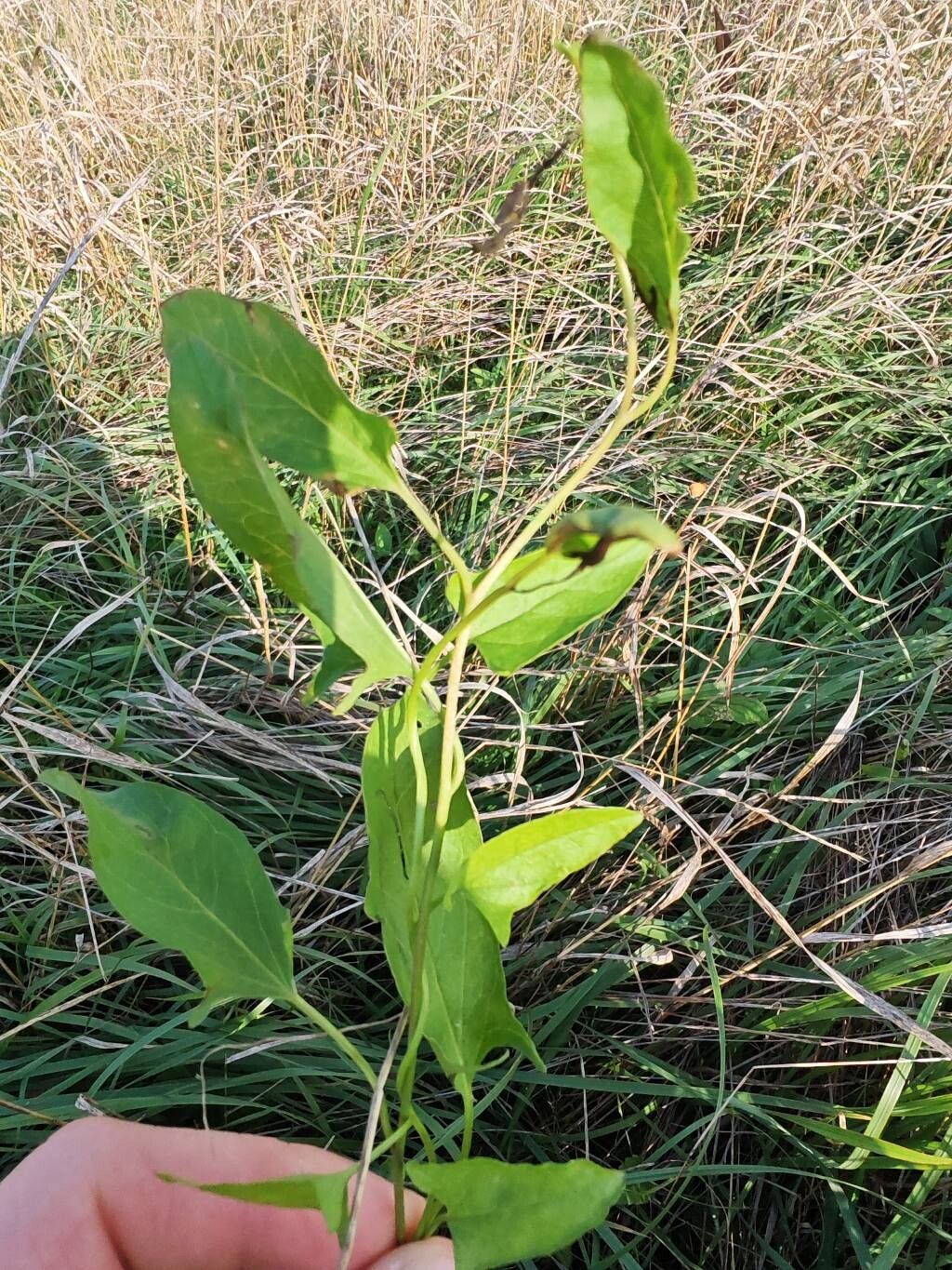 Calystegia atriplicifolia leaf