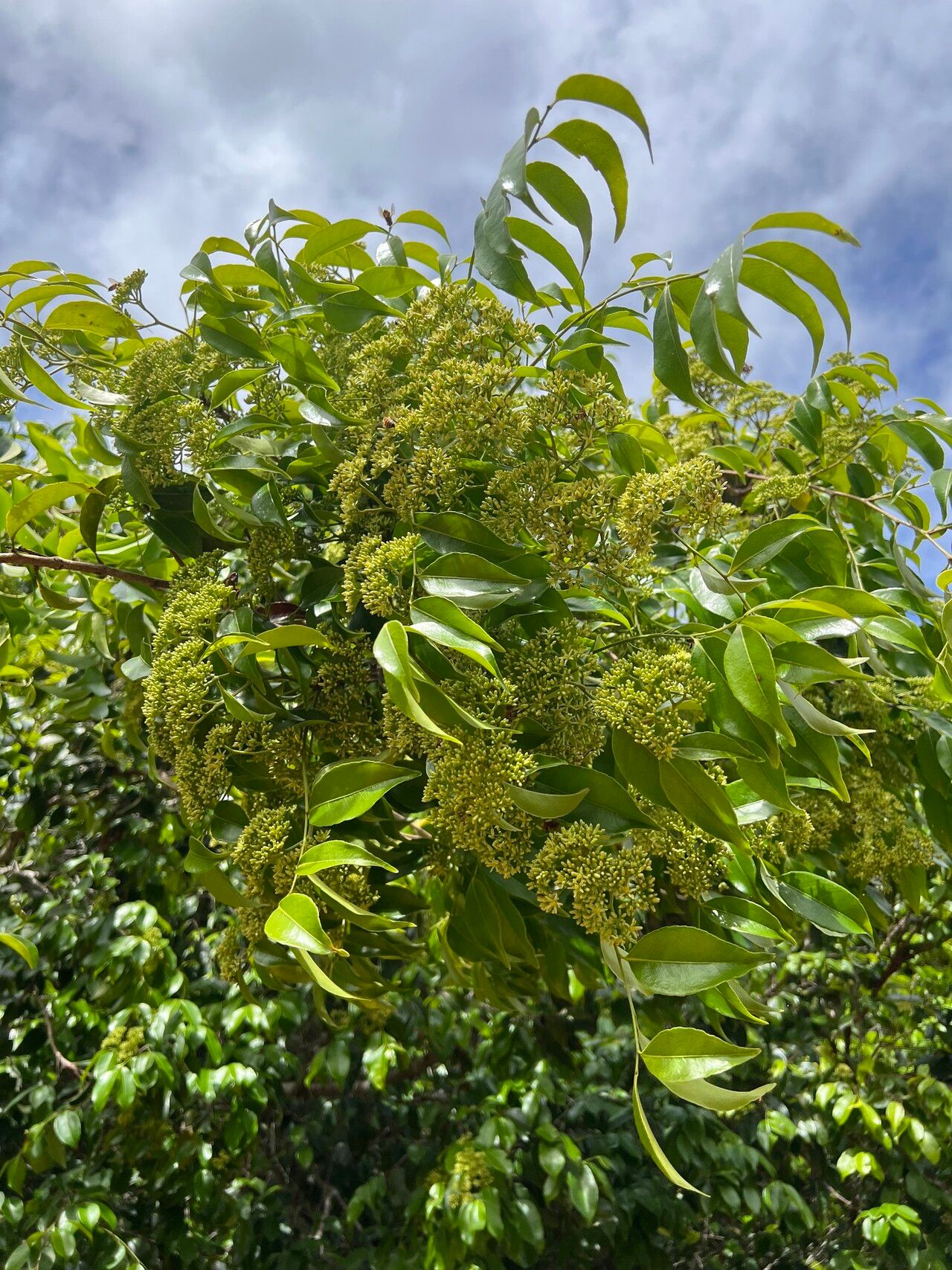 Sacoglottis mattogrossensis leaf