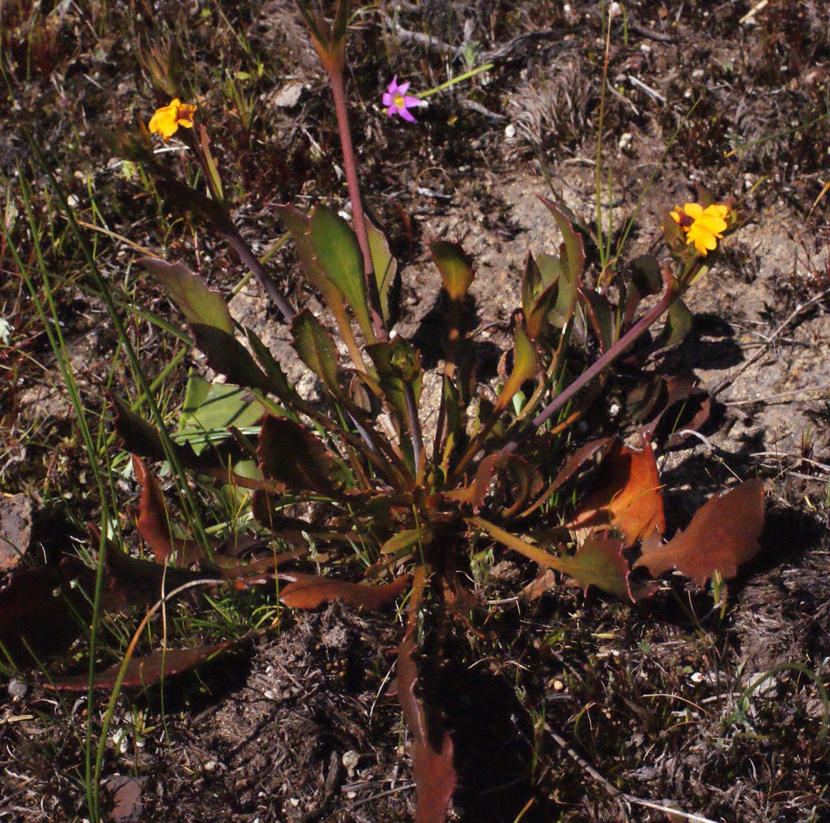 Goodenia trinervis habit