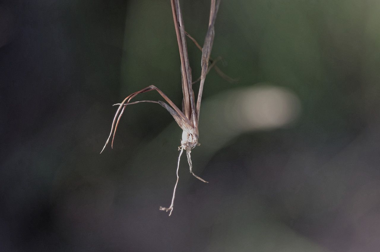 Juncus tenageia bark