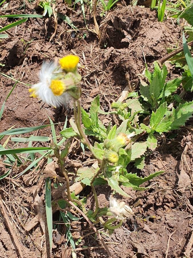 Crassocephalum picridifolium habit