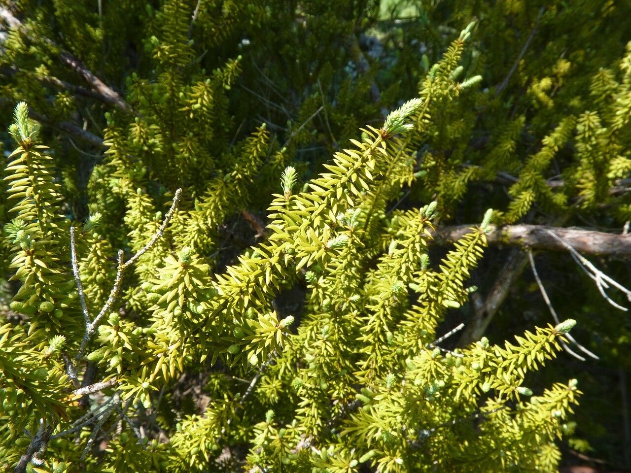 Podocarpus acutifolius leaf
