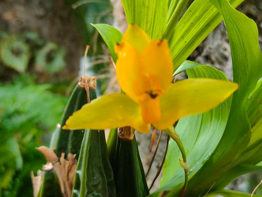 Lycaste aromatica flower