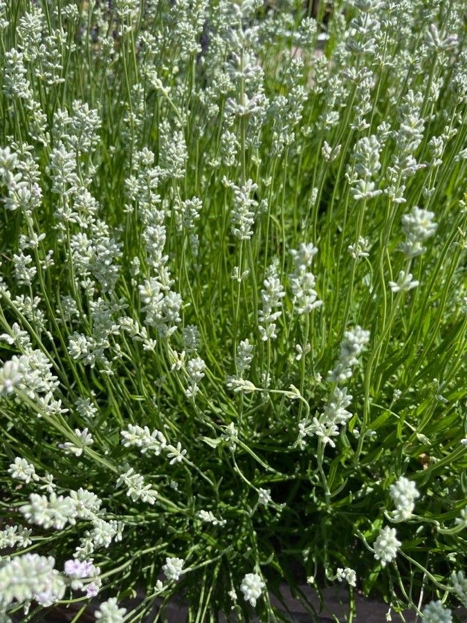 Polygala alba — search result for 'Polygala'