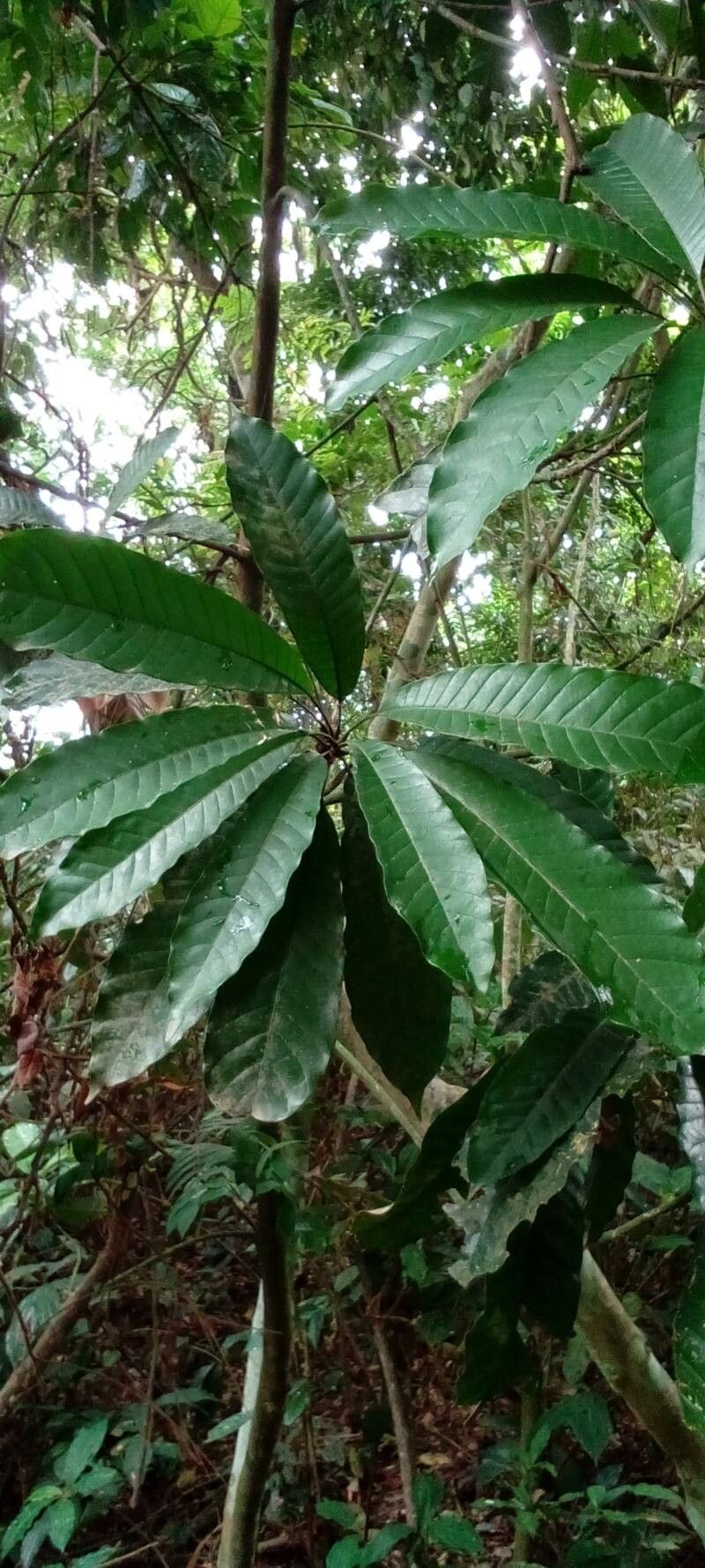 Synsepalum congolense — houseplant care guide