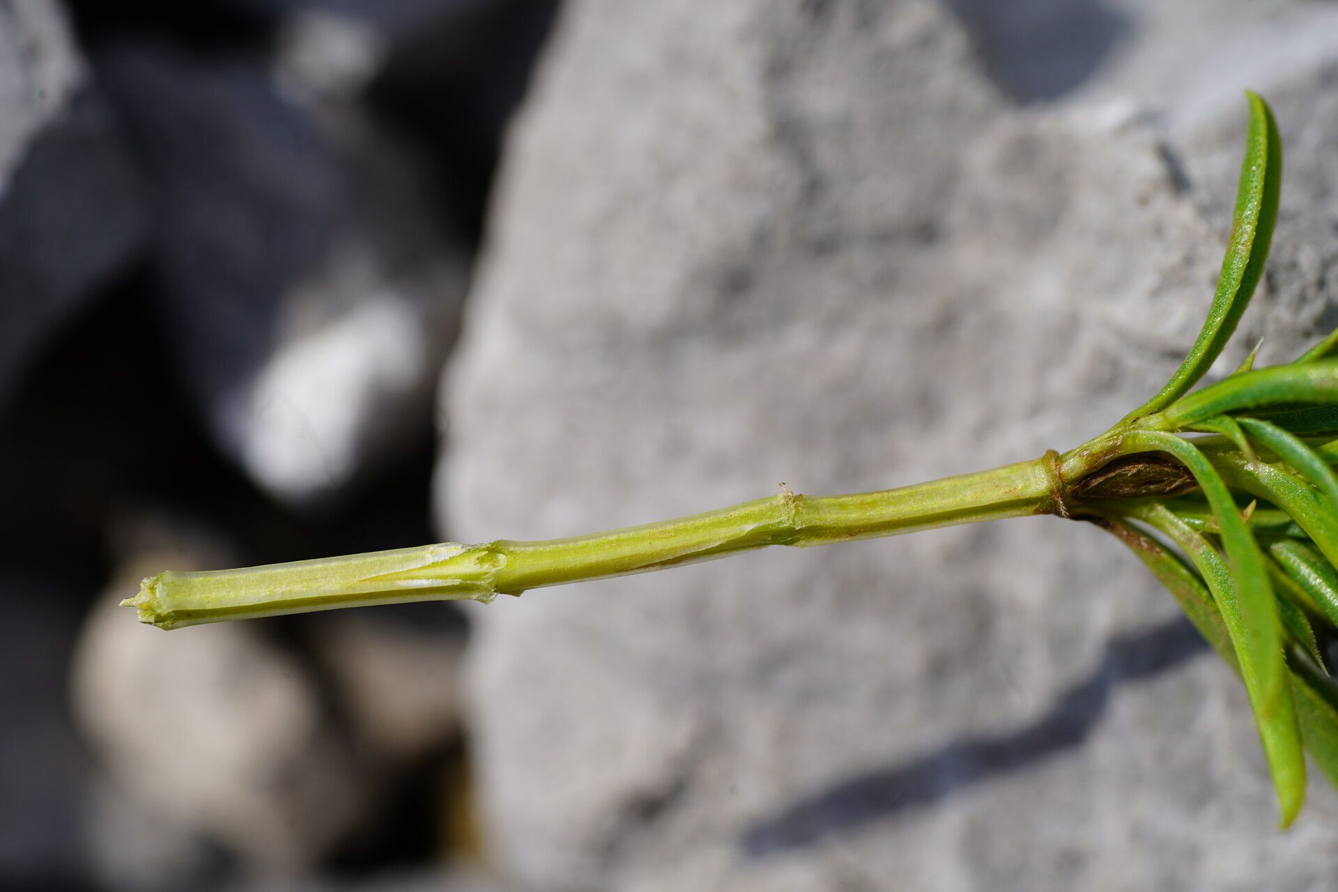 Satureja subspicata bark