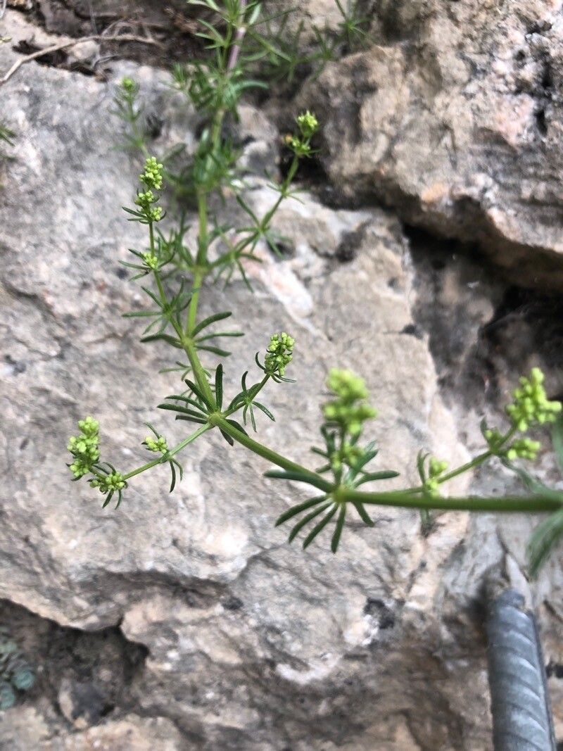 Galium lucidum — search result for 'Germany'