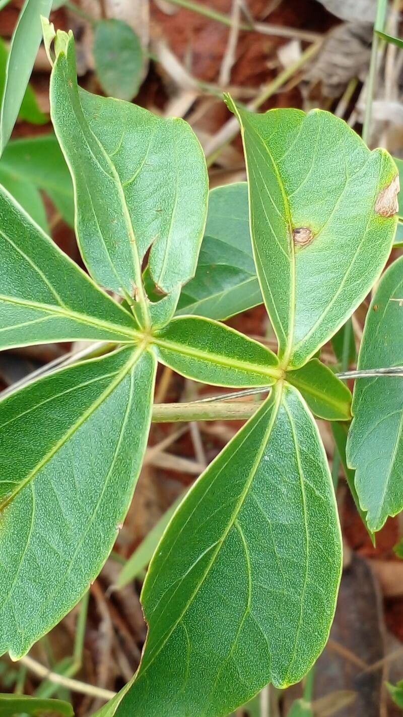 Serjania erecta — houseplant care guide